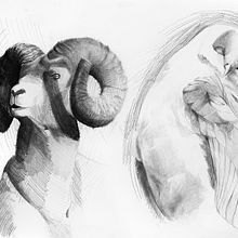 Dibujo a lapiz - Animal. Drawing, Pencil Drawing, and Artistic Drawing project by W4D - 11.12.2022