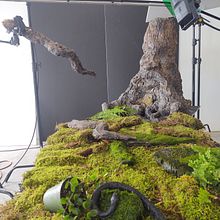 Angry Orchard Tree. Een project van Beeldhouwwerk, Studiofotografie y  Reclame van rtcarlson2014 - 12.11.2022