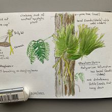 My project for course: Botanical Watercolor Sketchbook. Un progetto di Illustrazione tradizionale, Illustrazione botanica e Sketchbook di dominiquedodge - 11.11.2022