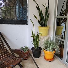 Mi proyecto del curso: Diseño de espacios verdes para tu casa Ein Projekt aus dem Bereich L, schaftsbau, Blumen- und Pflanzendesign und Raumgestaltung von Yan M. - 12.11.2022
