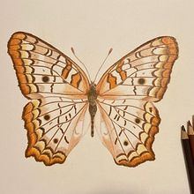 Ilustración Científica y Naturalista . % marzuluaga1493 tarafından hazırlanan Geleneksel illüstras, Ve on projesi - 11.14.2022