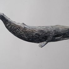 My project for course: Naturalist Illustration Techniques: Whales in Watercolor. Un progetto di Illustrazione tradizionale di Denise DESENEPART - 15.11.2022