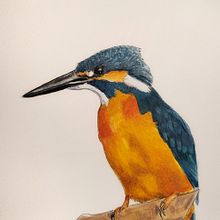 Mein Abschlussprojekt für den Kurs: Illustriere Vögel mit expressiven Aquarelltechniken. Projekt z dziedziny Trad, c, jna ilustracja, Malowanie akwarelą, R, sunek realist, czn, Ilustracja naturalist i czna użytkownika Marleen Utech - 15.11.2022
