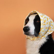 Mi proyecto del curso: Introducción a la fotografía de perros. Projekt z dziedziny Fotografia, Fotografia portretowa, Fotografia stud, jna, Fotografia dokumentalna,  Fotografia lifest, le i Fotografia wnętrz użytkownika Marian Corporales Gil - 07.12.2022