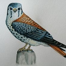 Cernícalo Ein Projekt aus dem Bereich Traditionelle Illustration, Aquarellmalerei, Realistische Zeichnung und Naturalistische Illustration von abgardella - 16.11.2022