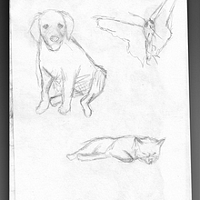 Esborranys ràpids d'animals. Un proyecto de Dibujo a lápiz, Dibujo y Dibujo artístico de Vinyet Montaña - 16.11.2022