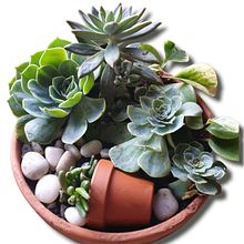 Mi proyecto del curso: Arte vegetal: crea tu propio terrario abierto. Projekt z dziedziny Projektowanie wnętrz, Architektura krajobrazu,  Dekoracja wnętrz, DIY, Kompoz i cje kwiatowe i botaniczne użytkownika sonialopezlu - 17.11.2022