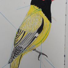 My project for course: Naturalist Bird Illustration with Watercolors. Traditional illustration, Watercolor Painting, Realistic Drawing, and Naturalistic Illustration project by Barbara Manning - 11.19.2022