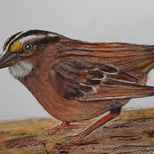 Bruant à gorge blanche Ein Projekt aus dem Bereich Traditionelle Illustration, Aquarellmalerei, Realistische Zeichnung und Naturalistische Illustration von Normand Perron - 21.11.2022
