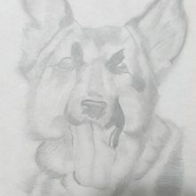 Mi proyecto del curso: Dibujo naturalista de animales con grafito . % despegarboyaca tarafından hazırlanan Geleneksel illüstrasyon, Kalem Çizimi, Çizim, Ve Doğalcı İllüstrasyon projesi - 11.18.2022