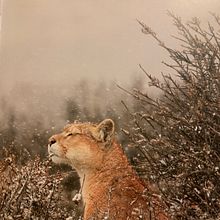 Puma en la nieve. Un proyecto de Ilustración tradicional de Juanjo Soto Sanhueza - 22.11.2022