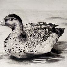 My project for course: Naturalistic Animal Drawing with Graphite Pencil.. Traditional illustration, Pencil Drawing, Drawing, and Naturalistic Illustration project by S. Teabo - 11.23.2022