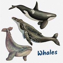 My project for course: Naturalist Illustration Techniques: Whales in Watercolor Ein Projekt aus dem Bereich Traditionelle Illustration, Plakatdesign, Digitale Illustration und Manga von Olya Romanchuk - 23.11.2022