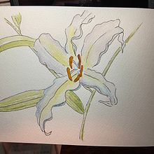 My project for course: Botanical Sketchbooking: A Meditative Approach. Traditional illustration, Sketching, Drawing, Watercolor Painting, Botanical Illustration, and Sketchbook project by d7dcctcxj6 - 11.26.2022