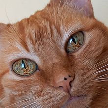 "Cabeleras" ao vento. Un projet de Marketing de contenu de lecavga - 26.11.2022