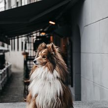 Vegas, my handsome dog . Photograph, Instagram Photograph, Documentar, Photograph, Lifest, and le Photograph project by Benedicta Smit - 11.27.2022