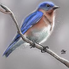 Bird on branch photo study. Procreate, sketch and watercolor. . Ilustração tradicional projeto de P.J. Shotts - 19.11.2022