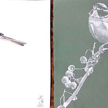 CINCIARELLA: Illustrazione naturalistica: acquerello in positivo e negativo . Un proyecto de Ilustración tradicional, Bellas Artes, Pintura, Dibujo, Pintura a la acuarela, Ilustración botánica e Ilustración naturalista				 de sorelle_mason - 29.11.2022