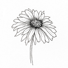 Ink Sketches. Projekt z dziedziny Craft, Sketching,  R i sunek użytkownika Sarah - 29.11.2022