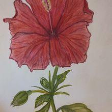My project for course: Botanical Illustration with Watercolors. Traditional illustration, Fine Arts, Painting, Drawing, Watercolor Painting, and Botanical Illustration project by Virág Ildiko Erdei - 11.21.2022