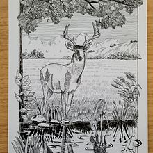 My project for course: Dip Pen and Ink Illustration: Capturing The Natural World. Un projet de Esquisse , Dessin, Dessin artistique, Carnet de croquis, Illustration à l'encre et Illustration naturaliste de Diana Poell - 05.12.2022
