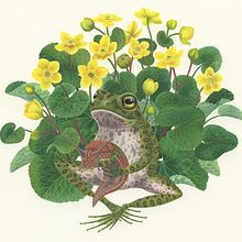 Playful Frogs  . Un progetto di Illustrazione tradizionale, Illustrazione naturalistica, Illustrazione botanica, Pittura, Pittura ad acquerello e Pittura gouache di Georgina Taylor - 06.12.2022