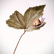 botanical watercolor : leaf with snail. Botanical Illustration, and Watercolor Painting project by Ale bontempo - 12.06.2022