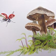 botanical watercolor : mushrooms. Botanical Illustration, and Watercolor Painting project by Ale bontempo - 12.06.2022