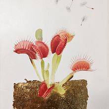 botanical watercolor  : venus flytrap. Botanical Illustration, and Watercolor Painting project by Ale bontempo - 12.06.2022