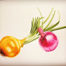 botanical watercolor : onions. Botanical Illustration, and Watercolor Painting project by Ale bontempo - 12.06.2022