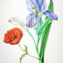 botanical watercolor : flowers. Projekt z dziedziny R, sunek botaniczn i Malowanie akwarelą użytkownika Ale bontempo - 06.12.2022