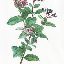Viburnum tinus . Un progetto di Illustrazione tradizionale, Illustrazione botanica e Pittura ad acquerello di Georgina Taylor - 07.12.2022