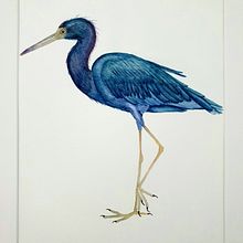 My project for course: Naturalist Bird Illustration with Watercolors. Traditional illustration, Watercolor Painting, Realistic Drawing, and Naturalistic Illustration project by Diyana - 12.07.2022
