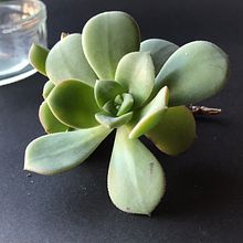 My project for course: Botanical Watercolor: Illustrating Art and Science. Ilustração tradicional, Artes plásticas, Pintura, Desenho, Pintura em aquarela e Ilustração botânica projeto de Graça Lagrifa - 07.11.2022