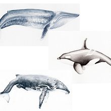 Mi proyecto del curso: Técnicas de ilustración naturalista: ballenas en acuarela. Un progetto di Illustrazione tradizionale, Design di poster , Illustrazione digitale e Manga di Tamara - 04.12.2022