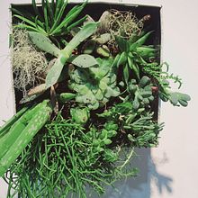 Mi proyecto del curso: Diseño y creación de composiciones botánicas. Een project van Interieurontwerp, L, scaping,  Interieurdecoratie, DIY y Bloem- en plantenschikken van Marta Fabrellas Carreras - 09.12.2022