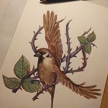 Passer montanus. Projekt z dziedziny Trad, c, jna ilustracja, R, sunek ołówkiem,  R, sunek,  R, sunek art, st, czn, Ilustracja naturalist, czna, R i sowanie kredkami użytkownika anita45paint - 11.12.2022