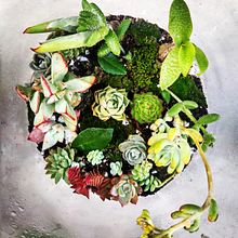 Mi proyecto del curso: Arte vegetal: crea tu propio terrario abierto. Interior Design, L, scape Architecture, Decoration, DIY, Floral, and Plant Design project by Ariel Gonzalez - 12.12.2022