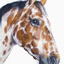 Appaloosa Horse. Artes plásticas projeto de Cole McNair - 14.12.2022