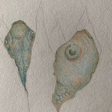 Il mio progetto del corso: Illustrazione surrealista ispirata alla natura. Projekt z dziedziny Trad, c, jna ilustracja, R, sunek ołówkiem,  R, sunek,  R, sunek art, st, czn, Ilustracja naturalist, czna, R i sowanie kredkami użytkownika Jessica D’Arrigo - 15.12.2022