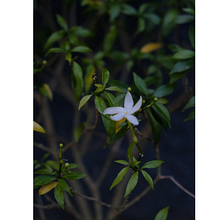 My project for course: Introduction to Digital Photography in Manual Mode. Un projet de Photographie, Photographie numérique , et Composition photographique de Rico Jay A. Morano - 16.12.2022