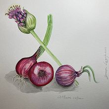 “Allium cepa”Várias etapas do crescimento da cebola. Ilustração tradicional, e Artes plásticas projeto de Graça Lagrifa - 15.12.2022