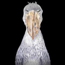 Shoebill stork. Arts, and Crafts project by Elfje van Kuijen - 12.18.2022