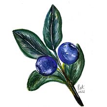 My project for course: Botanical Illustration with Watercolors. Projekt z dziedziny Trad, c, jna ilustracja,  Sztuki piękne,  Malarstwo,  R, sunek, Malowanie akwarelą, R i sunek botaniczn użytkownika Kate - 20.12.2022