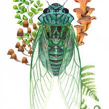 My project for course: Botanical Watercolor Painting of the Natural World. Projekt z dziedziny  Sztuki piękne,  Malarstwo, Malowanie akwarelą, R, sunek botaniczn, Ilustracja naturalist i czna użytkownika rachael_10 - 21.12.2022