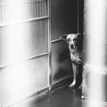 Dog shelter in Portugal. Een project van Digitale fotografie, Buitenfotografie y  Documentairefotografie van pedrocarvalho3 - 06.12.2022