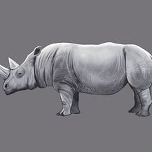 Mi proyecto del curso: Ilustración naturalista de animales con Procreate. Traditional illustration, Digital Illustration, Realistic Drawing, and Naturalistic Illustration project by yoyagamboa - 12.23.2022