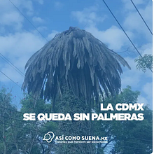La Ciudad de México se queda sin palmeras . Un progetto di Podcasting, Script e Scrittura di narrativa non-fiction di Julieta García González - 23.12.2022