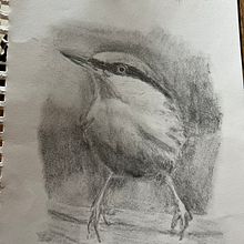 My project for course: Artistic Watercolor Techniques for Illustrating Birds. Traditional illustration, Watercolor Painting, Realistic Drawing, and Naturalistic Illustration project by susannemoore - 12.24.2022