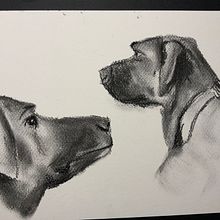 Mein Abschlussprojekt für den Kurs: Tiere zeichnen mit Kohle und Tusche. Drawing, Ink Illustration, and Naturalistic Illustration project by omamartha69 - 12.25.2022